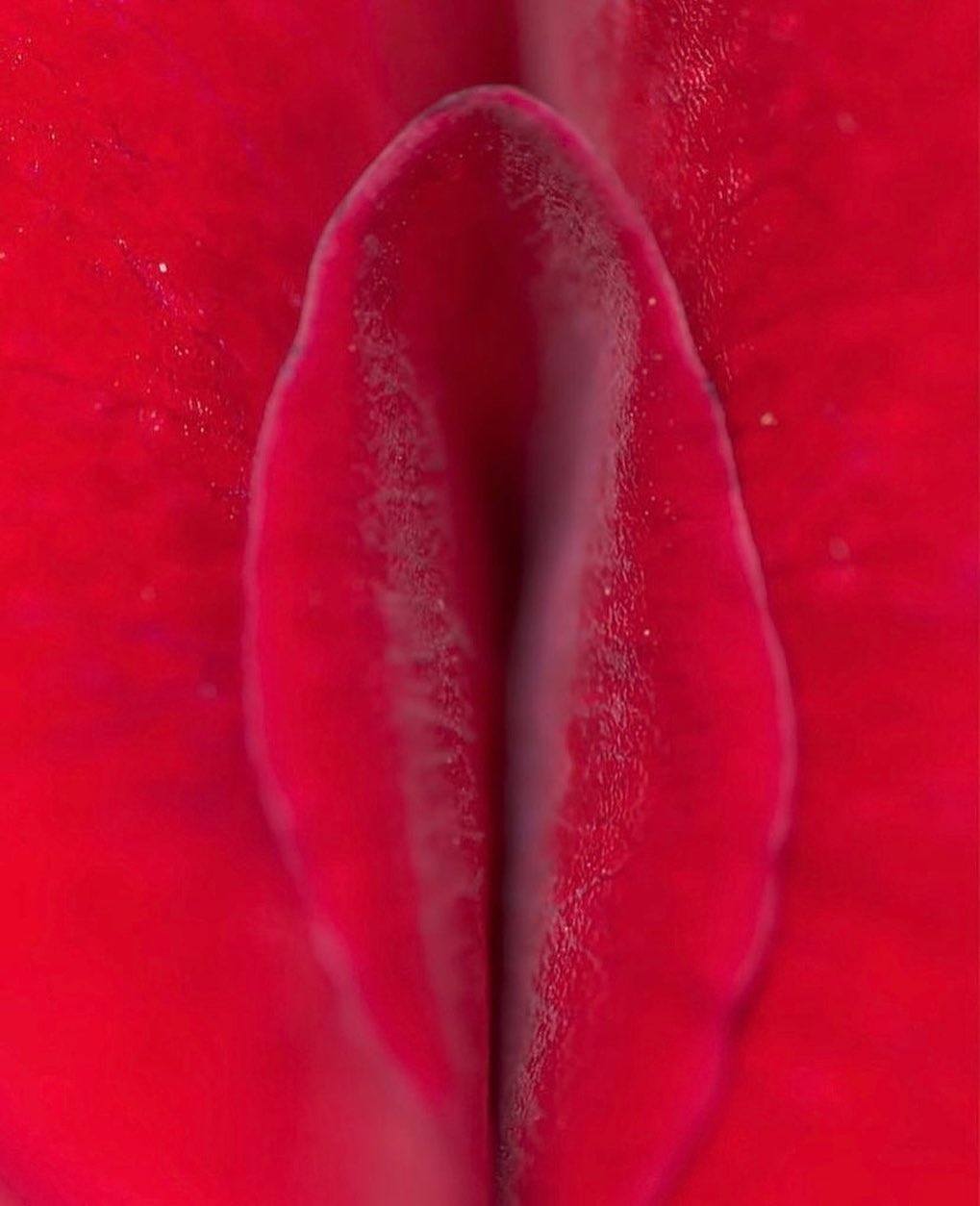 Vagina vs. Vulva: Demystifying the Difference